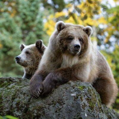 Brwon bears at the Zoo.