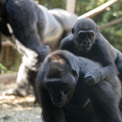 Gorillas at the Zoo.