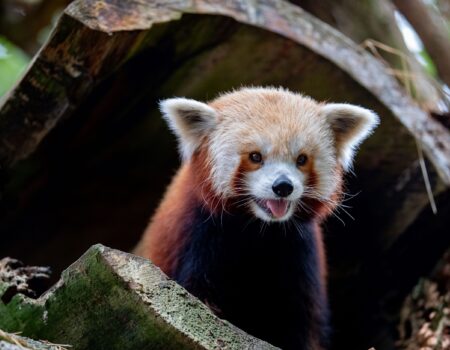 Red Panda at the Zoo.