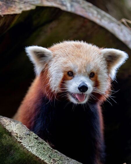 woodland park zoo red panda.