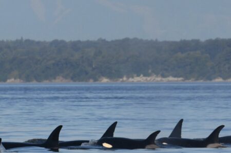 A pod of Orca whales in Puget sound.