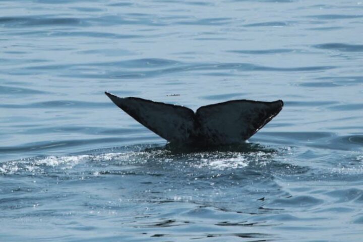 The tale of a whale coming out of the water.